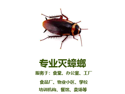 專業(yè)滅蟑螂