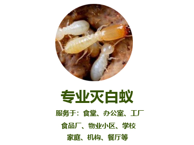 專業(yè)滅白蟻