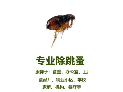 專業(yè)除跳蚤