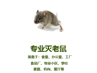 專業(yè)滅老鼠
